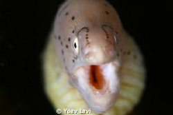 Small Moray eal by Yoav Lavi 